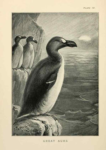 Reproducción/Reproduction 7095982615: Lost and vanishing birds;. London,J. Macqueen,1898.