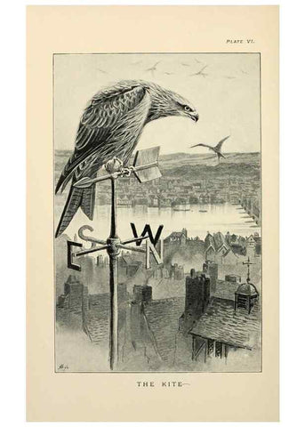 Reproducción/Reproduction 7095983697: Lost and vanishing birds;. London,J. Macqueen,1898.