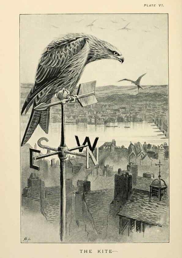 Reproducción/Reproduction 7095983697: Lost and vanishing birds;. London,J. Macqueen,1898.
