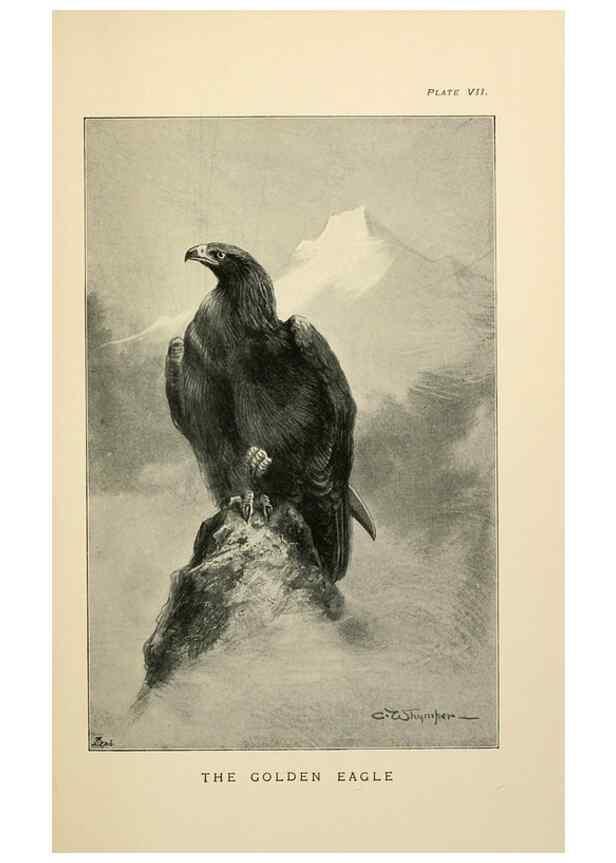 Reproducción/Reproduction 7095984257: Lost and vanishing birds;. London,J. Macqueen,1898.
