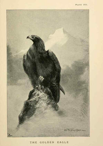 Reproducción/Reproduction 7095984257: Lost and vanishing birds;. London,J. Macqueen,1898.