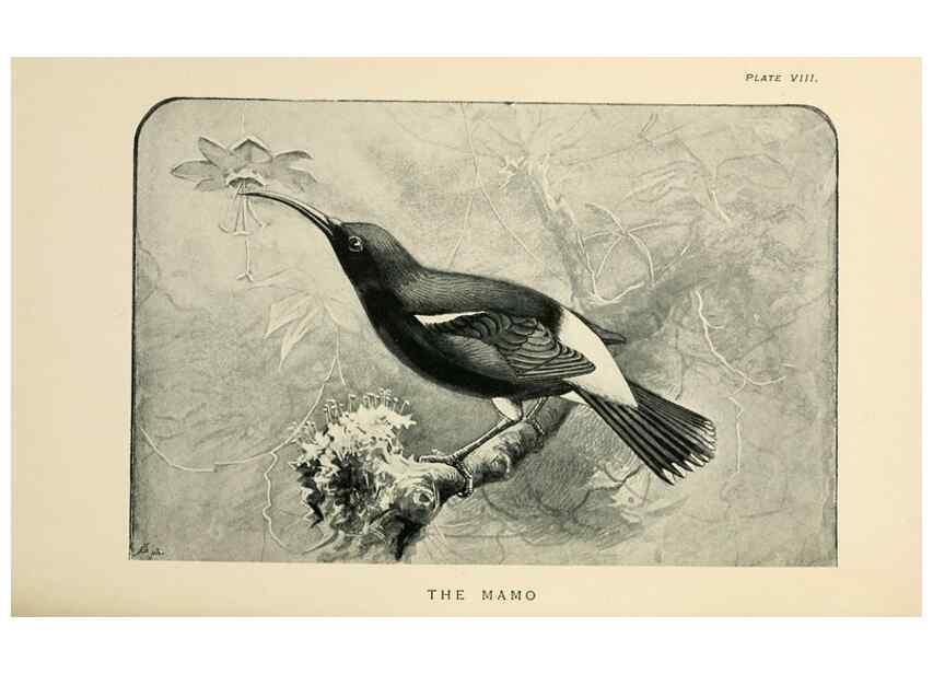 Reproducción/Reproduction 6949913212: Lost and vanishing birds;. London,J. Macqueen,1898.