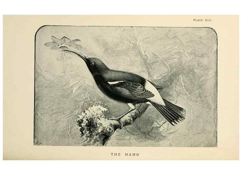 Reproducción/Reproduction 6949913212: Lost and vanishing birds;. London,J. Macqueen,1898.