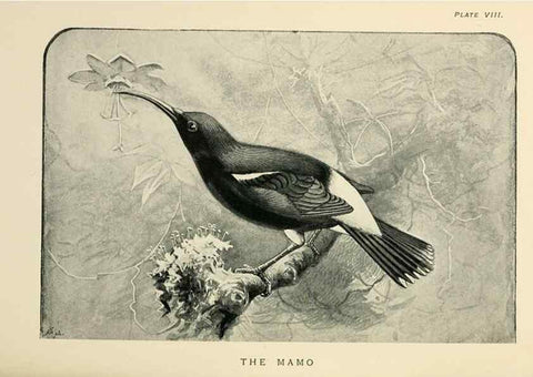 Reproducción/Reproduction 6949913212: Lost and vanishing birds;. London,J. Macqueen,1898.