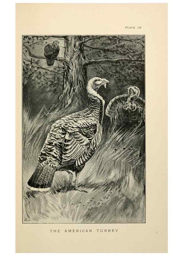 Reproducción/Reproduction 6949913800: Lost and vanishing birds;. London,J. Macqueen,1898.