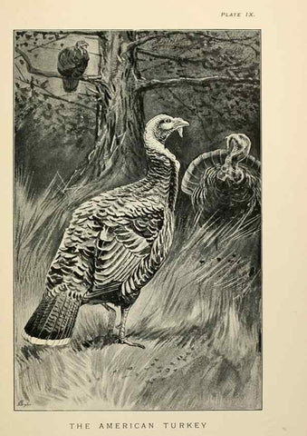 Reproducción/Reproduction 6949913800: Lost and vanishing birds;. London,J. Macqueen,1898.