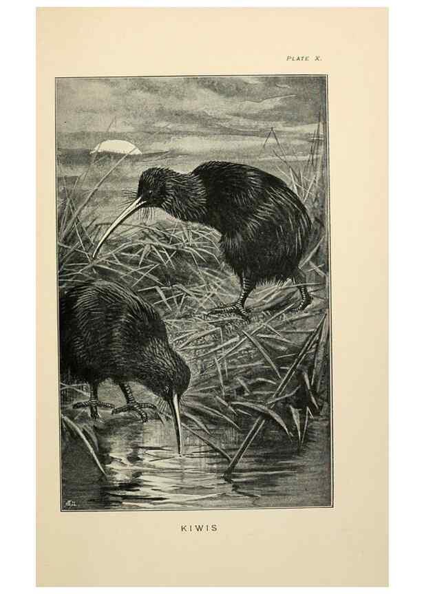 Reproducción/Reproduction 7095986005: Lost and vanishing birds;. London,J. Macqueen,1898.