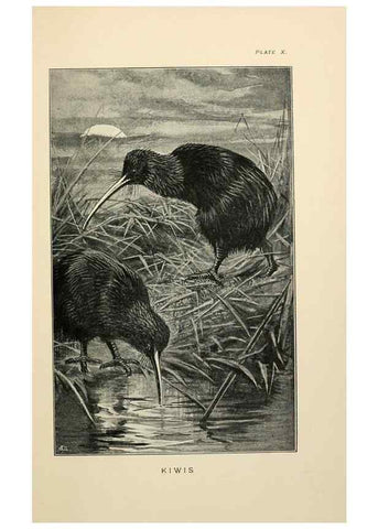 Reproducción/Reproduction 7095986005: Lost and vanishing birds;. London,J. Macqueen,1898.