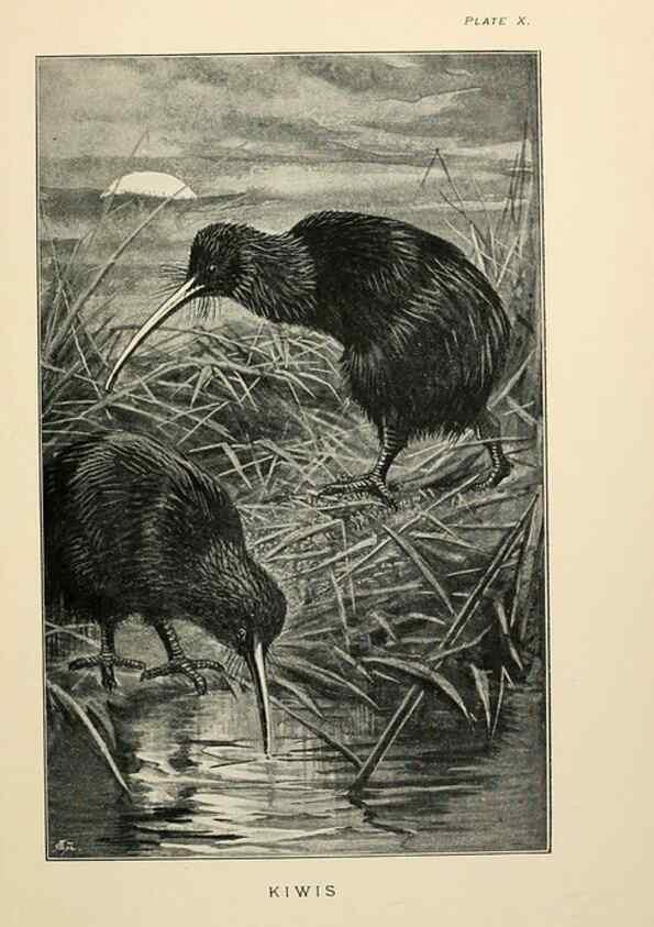 Reproducción/Reproduction 7095986005: Lost and vanishing birds;. London,J. Macqueen,1898.