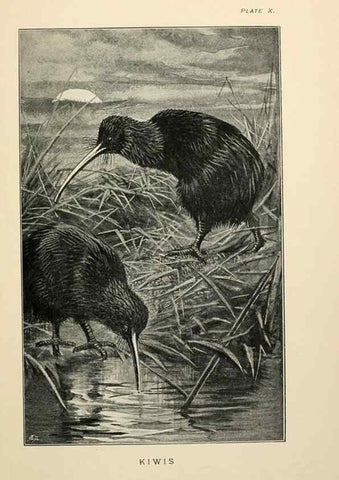 Reproducción/Reproduction 7095986005: Lost and vanishing birds;. London,J. Macqueen,1898.