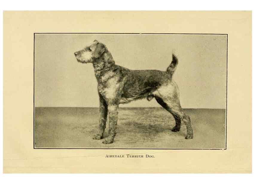 Reproducción/Reproduction 6959843594: The dog in health, accident, and disease,. Philadelphia,H. Altemus company[c1908]