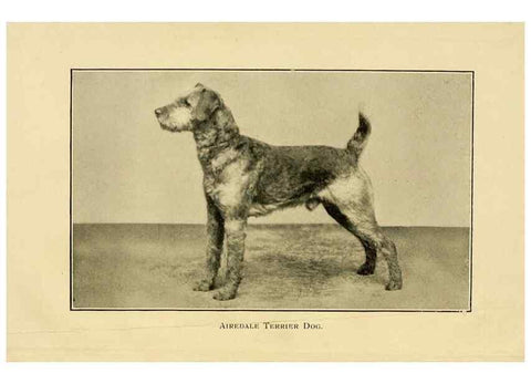 Reproducción/Reproduction 6959843594: The dog in health, accident, and disease,. Philadelphia,H. Altemus company[c1908]