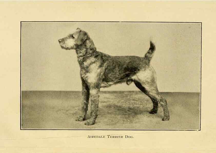 Reproducción/Reproduction 6959843594: The dog in health, accident, and disease,. Philadelphia,H. Altemus company[c1908]