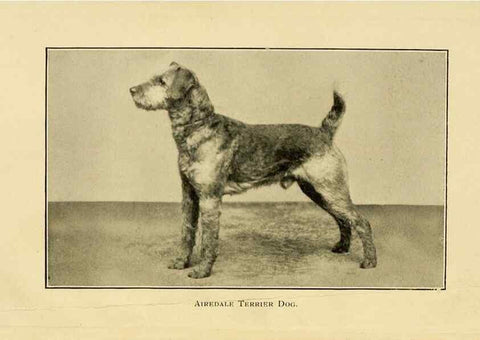 Reproducción/Reproduction 6959843594: The dog in health, accident, and disease,. Philadelphia,H. Altemus company[c1908]