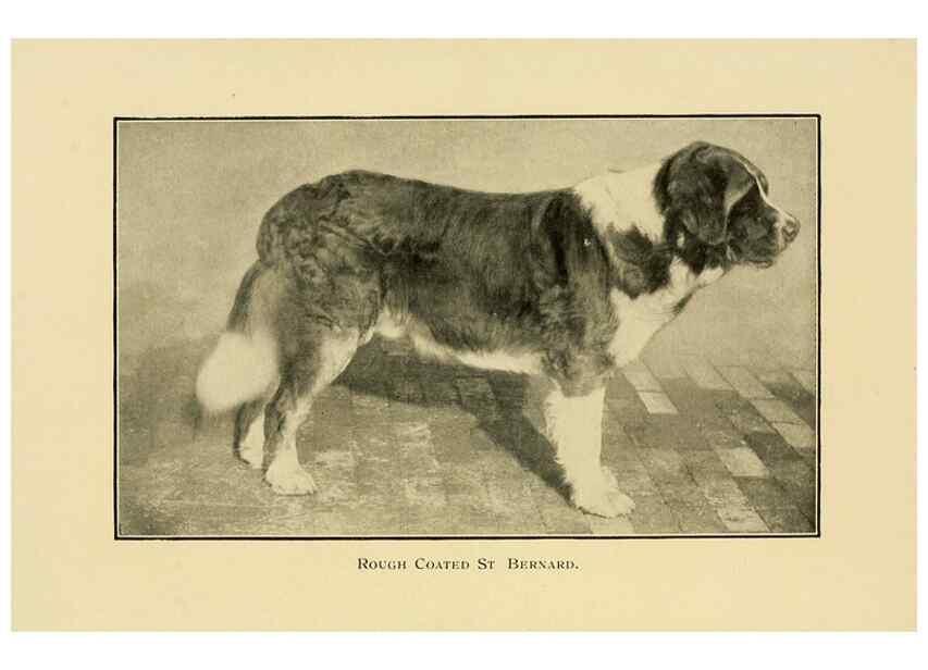 Reproducción/Reproduction 6959844592: The dog in health, accident, and disease,. Philadelphia,H. Altemus company[c1908]