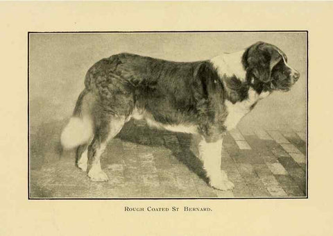 Reproducción/Reproduction 6959844592: The dog in health, accident, and disease,. Philadelphia,H. Altemus company[c1908]
