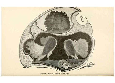 Reproducción/Reproduction 7132092203: Pigeons and all about them.. Boston,C.E. Twombly[c1898]