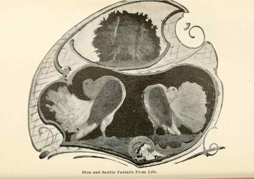 Reproducción/Reproduction 7132092203: Pigeons and all about them.. Boston,C.E. Twombly[c1898]