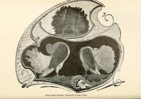 Reproducción/Reproduction 7132092203: Pigeons and all about them.. Boston,C.E. Twombly[c1898]