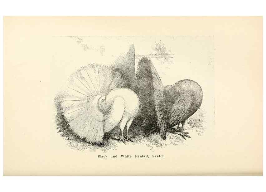 Reproducción/Reproduction 7132094803: Pigeons and all about them.. Boston,C.E. Twombly[c1898]