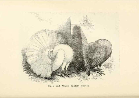 Reproducción/Reproduction 7132094803: Pigeons and all about them.. Boston,C.E. Twombly[c1898]