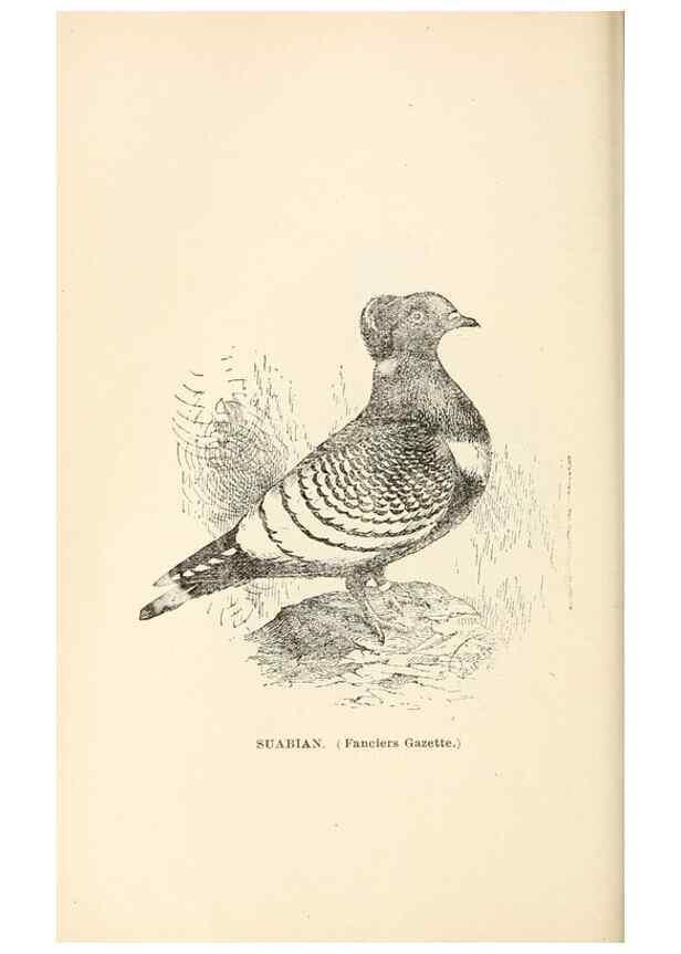 Reproducción/Reproduction 7132121269: Pigeons and all about them.. Boston,C.E. Twombly[c1898]