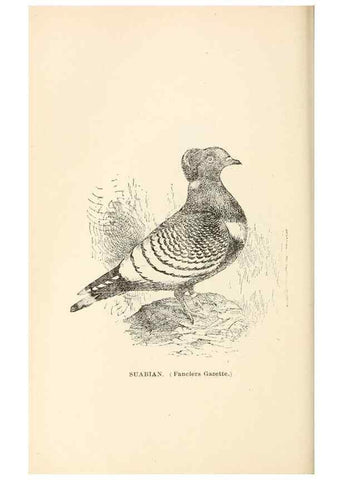 Reproducción/Reproduction 7132121269: Pigeons and all about them.. Boston,C.E. Twombly[c1898]