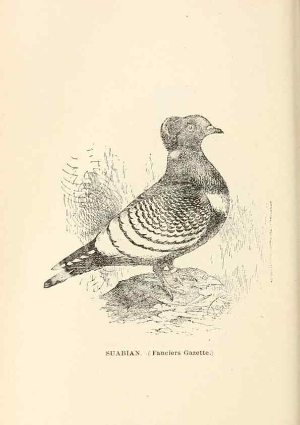 Reproducción/Reproduction 7132121269: Pigeons and all about them.. Boston,C.E. Twombly[c1898]