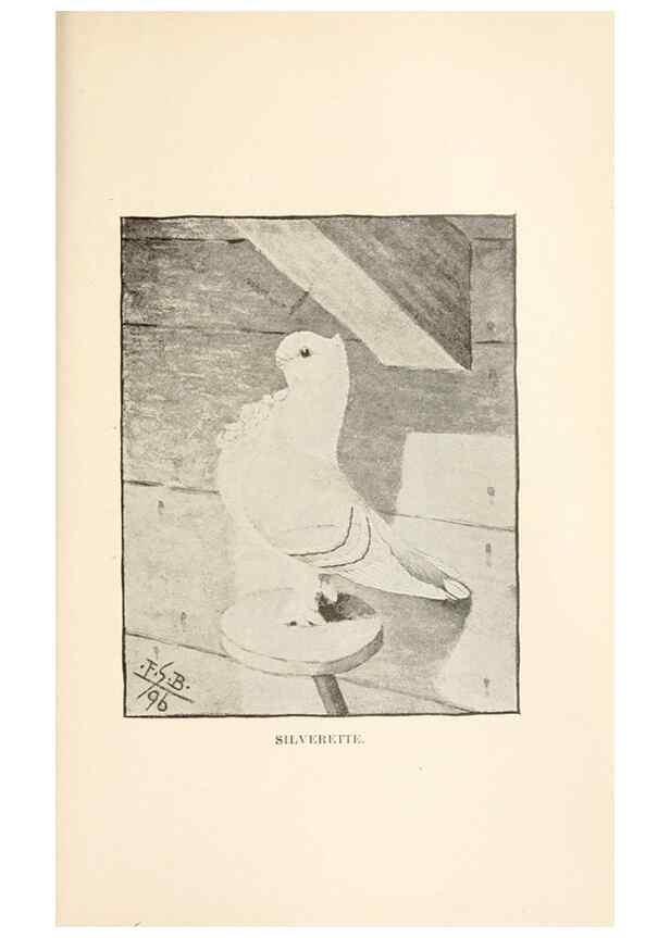 Reproducción/Reproduction 7132122387: Pigeons and all about them.. Boston,C.E. Twombly[c1898]