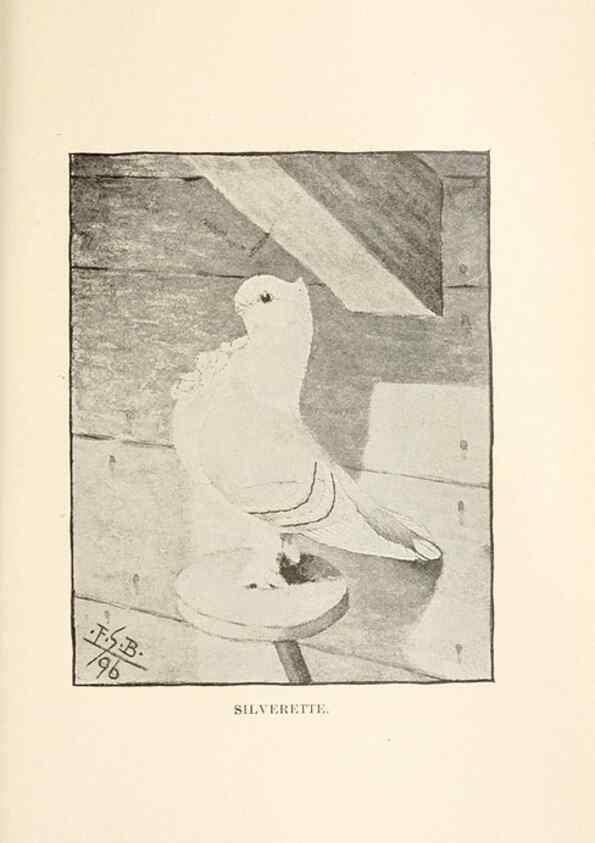 Reproducción/Reproduction 7132122387: Pigeons and all about them.. Boston,C.E. Twombly[c1898]
