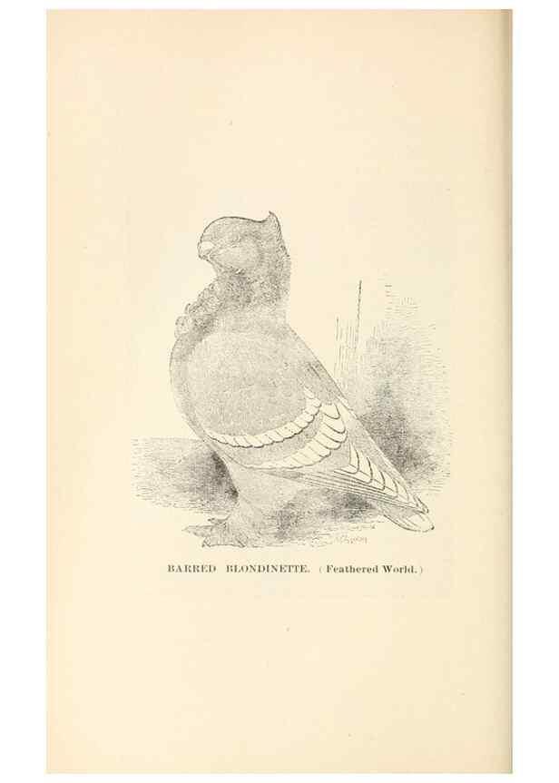 Reproducción/Reproduction 7132123285: Pigeons and all about them.. Boston,C.E. Twombly[c1898]
