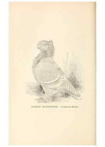 Reproducción/Reproduction 7132123285: Pigeons and all about them.. Boston,C.E. Twombly[c1898]