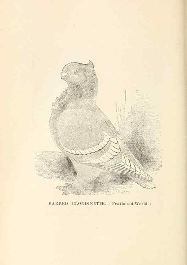 Reproducción/Reproduction 7132123285: Pigeons and all about them.. Boston,C.E. Twombly[c1898]