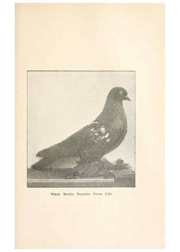Reproducción/Reproduction 7132124311: Pigeons and all about them.. Boston,C.E. Twombly[c1898]