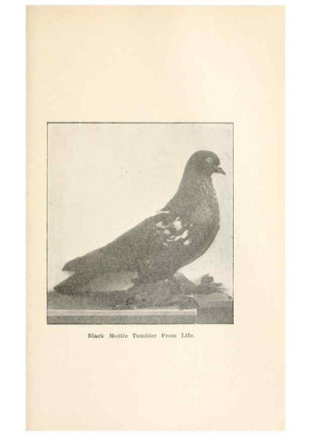 Reproducción/Reproduction 7132124311: Pigeons and all about them.. Boston,C.E. Twombly[c1898]