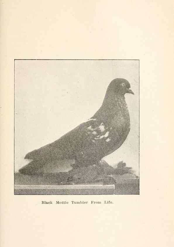 Reproducción/Reproduction 7132124311: Pigeons and all about them.. Boston,C.E. Twombly[c1898]