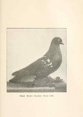 Reproducción/Reproduction 7132124311: Pigeons and all about them.. Boston,C.E. Twombly[c1898]