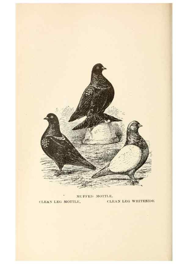 Reproducción/Reproduction 6986041566: Pigeons and all about them.. Boston,C.E. Twombly[c1898]