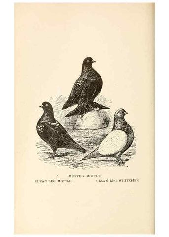 Reproducción/Reproduction 6986041566: Pigeons and all about them.. Boston,C.E. Twombly[c1898]