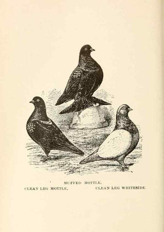Reproducción/Reproduction 6986041566: Pigeons and all about them.. Boston,C.E. Twombly[c1898]