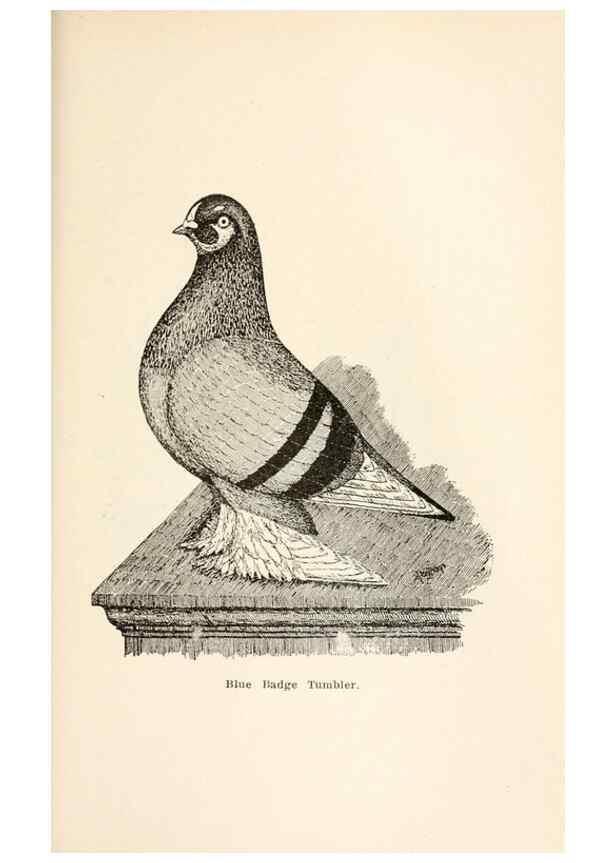 Reproducción/Reproduction 7132126409: Pigeons and all about them.. Boston,C.E. Twombly[c1898]