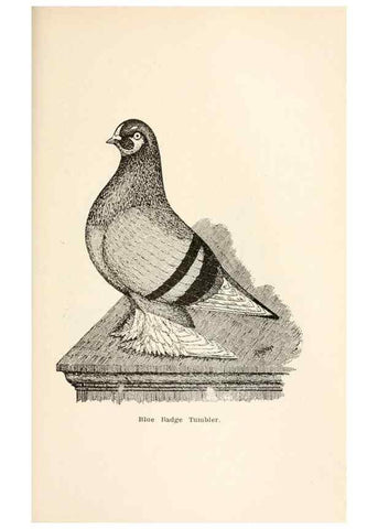 Reproducción/Reproduction 7132126409: Pigeons and all about them.. Boston,C.E. Twombly[c1898]