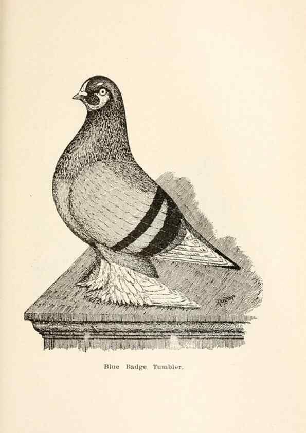 Reproducción/Reproduction 7132126409: Pigeons and all about them.. Boston,C.E. Twombly[c1898]