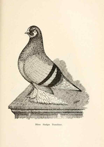 Reproducción/Reproduction 7132126409: Pigeons and all about them.. Boston,C.E. Twombly[c1898]
