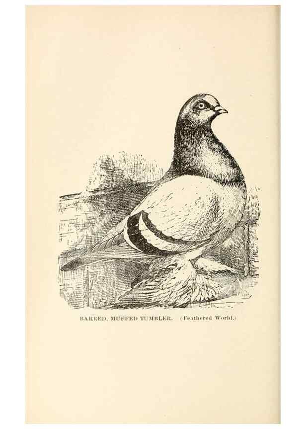 Reproducción/Reproduction 7132127757: Pigeons and all about them.. Boston,C.E. Twombly[c1898]