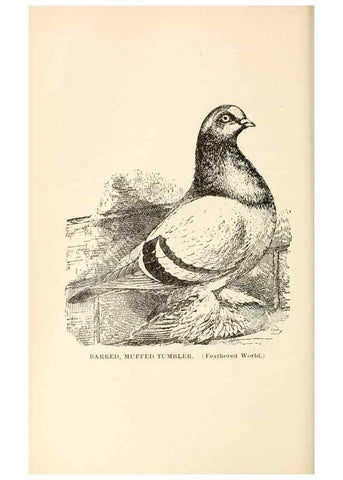 Reproducción/Reproduction 7132127757: Pigeons and all about them.. Boston,C.E. Twombly[c1898]