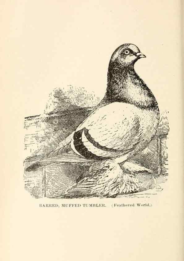 Reproducción/Reproduction 7132127757: Pigeons and all about them.. Boston,C.E. Twombly[c1898]
