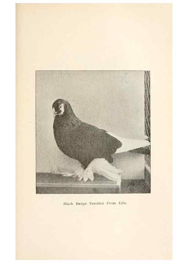 Reproducción/Reproduction 6986044984: Pigeons and all about them.. Boston,C.E. Twombly[c1898]