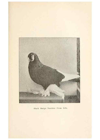 Reproducción/Reproduction 6986044984: Pigeons and all about them.. Boston,C.E. Twombly[c1898]