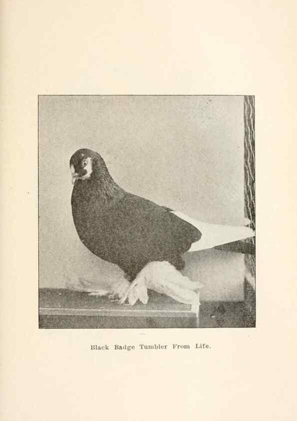 Reproducción/Reproduction 6986044984: Pigeons and all about them.. Boston,C.E. Twombly[c1898]